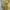 St. Yves yellow stripe photo 3