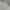 Polo Ralph Lauren Polo Shirt Pria White