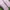 Melissa Coquette Casual Flat Wanita pink photo 3