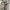 Dickies Streetwear Y2K Sweatshirt Pria cream tan photo 2