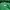 Adidas Sportswear Windbreaker Pria green photo 5