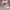 Timberland Casual Sneakers Pria burgundy photo 1