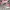Timberland Casual Sneakers Pria Burgundy