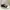 RICK OWENS MAINLINE RAMONES LOW SNEAKERS photo 1
