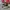 Vans Old Skool Blur Chekerboard photo 2