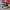 Vans Old Skool Blur Chekerboard