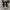 Converse Allstar Low Double Tongue Black White photo 3