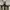 Converse Allstar Low Double Tongue Black White photo 8