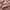 Salvatore Ferragamo Luxury Short Wanita multicolor photo 5