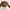 Y2K, Emo, Vintage Crop top Wanita brown photo 2