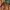 Y2K, Emo, Vintage Crop top Wanita brown photo 1
