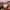 Vans Authentic44 Dx Anaheim Red Checkerboard photo 8