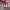 Vans Authentic44 Dx Anaheim Red Checkerboard photo 4
