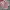 Vans Authentic44 Dx Anaheim Red Checkerboard photo 2