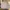 H&M Luxury Casual Sweatshirt Pria Khaki