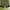 The North Face Sportswear Short Pria Green Navy