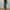 LEE JEANS DARK GRAY FADING BOOTCUT FIT. photo 1