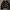 sherpa jajet wego sunflower photo 3
