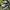 Pro Skate Vans Skate Authentic Original PT GMG photo 1