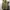 Casual Parka Pria gold tan photo 1