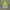 Polham Windbreaker Gorpcore