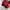 PUMA SPEEDCAT  photo 6