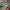 Kate Spade Handbag Wanita red photo 2