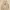 Pull & Bear Indie Casual Cami top Wanita cream photo 2