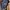 dickies double knee size 43 photo 2