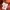 Grand Park Nicole Tomato Japanese Trouser Pants photo 6