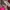 Kate Spade Vintage Casual Tote bag Wanita pink photo 5