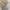 CARGO PANTS TACTICAL SERIES BROWN
 photo 7