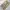 CARGO PANTS TACTICAL SERIES BROWN
 photo 3