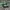 Adidas Spezial Green white photo 1