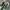 adidas Spezial Green white photo 3