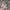 Adidas Spezial pink Black photo 2