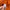 Tshirt Anime Dragonball Z Logo Son Goku Colour oranye photo 5