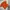 Tshirt Anime Dragonball Z Logo Son Goku Colour oranye photo 2