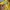 Celana Diadora Colour Yellow photo 3