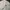 Converse Chuck Taylor Script Velvet Logo White Caps photo 5