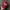 Converse All Star Script Velvet Logo Maroon Caps photo 2