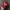 Converse All Star Script Velvet Logo Maroon Caps