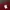 Converse All Star Script Velvet Logo Maroon Caps photo 7