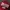 Converse All Star Script Velvet Logo Maroon Caps photo 3