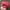 Polo Caps Red by Ralph Lauren photo 4