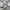 Dickies 874 not nike adidas new balance palace wtaps dickies photo 4