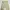 Dickies 874 not nike adidas new balance palace wtaps dickie photo 2