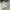 Dickies 874 not nike adidas new balance palace wtaps dickie photo 4