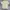 The Real McCoy's Vintage Casual shirt Pria cream tan photo 2