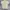 The Real McCoy's Vintage Casual shirt Pria cream tan photo 1